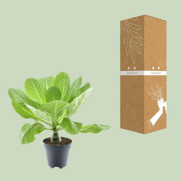 Brighamia Insignis 'Hawaii Palme' - Vulkanpalme - Zimmerpflanze - Ø12cm - ↕37cm