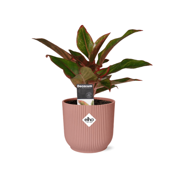 Kolbenfaden - Aglaonema Kreta - Zimmerpflanze + Topf Vibes Fold 14cm Rosa