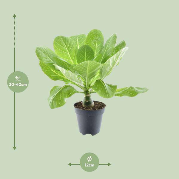 Brighamia Insignis 'Hawaii Palme' - Vulkanpalme - Zimmerpflanze - Ø12cm - ↕37cm