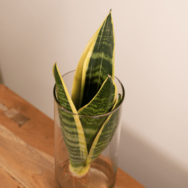 Sansevieria im Glaszylinder – Ø12cm – ↕30cm – Pflegeleichte Zimmerpflanze im dekorativen Glasgefäß – Luftreinigend & robust – Für Wohnzimmer, Büro oder Schlafzimmer