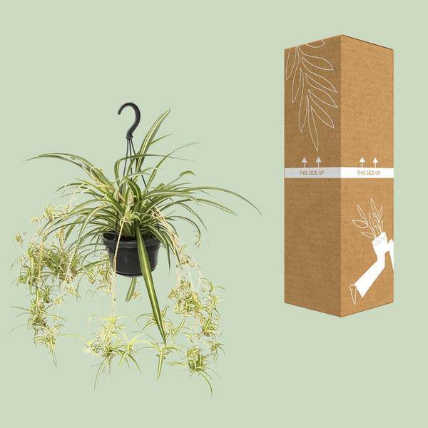 Grünlilie - Chlorophytum Comosum Variegatum - Zimmerpflanze - Ø14cm - ↕55cm