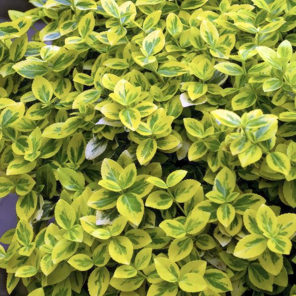 Spindelstrauch - Euonymus fort. 'Smaragd 'n Gold' - ↕10-25cm - Ø9cm - 60 Stück