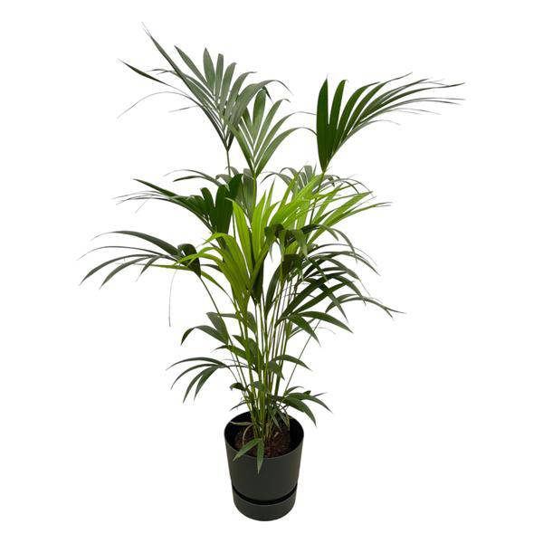 Kentia Palme – Forstersche Kentia – Zimmerpflanze ca. 160cm – ø30cm – inkl. Pflanzgefäß Greenville Schwarz – Tropische XL-Zimmerpalme für Wohnzimmer, Büro & Wintergarten