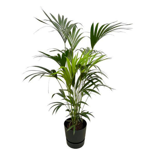 Kentia Palme – Forstersche Kentia – Zimmerpflanze ca. 160cm – ø30cm – inkl. Pflanzgefäß Greenville Schwarz – Tropische XL-Zimmerpalme für Wohnzimmer, Büro & Wintergarten