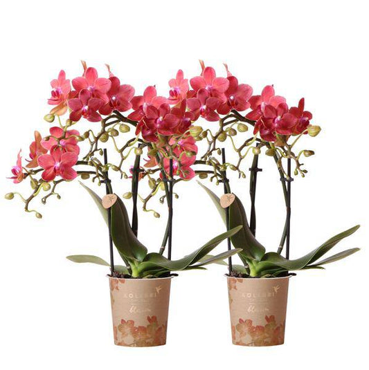 Rote Phalaenopsis Orchideen - Kongo - Topfgröße Ø9cm - blühende Zimmerpflanze - 2 Stück