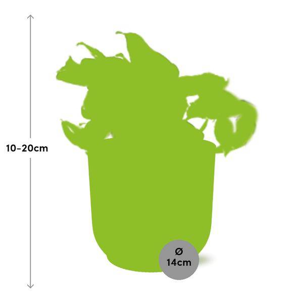 Efeutute - Epipremnum Pinnatum Happy Leaf - Zimmerpflanze + Topf Vibes Fold 14cm Gelb