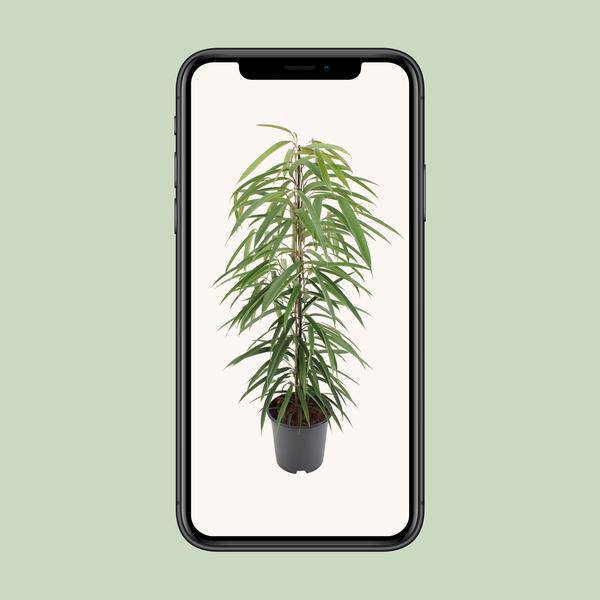 Schmalblättrige Birkenfeige - Ficus Binnendijkii Alii - Zimmerpflanze - Ø21cm - ↕80cm