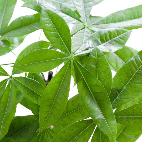 Pachira Aquatica 80cm – Glückskastanie Geldbaum Zimmerpflanze Ø21cm – dekorativer Minibaum mit geflochtenem Stamm im nachhaltigen Jutekorb Lissabon Weiß – luftreinigende pflegeleichte Grünpflanze