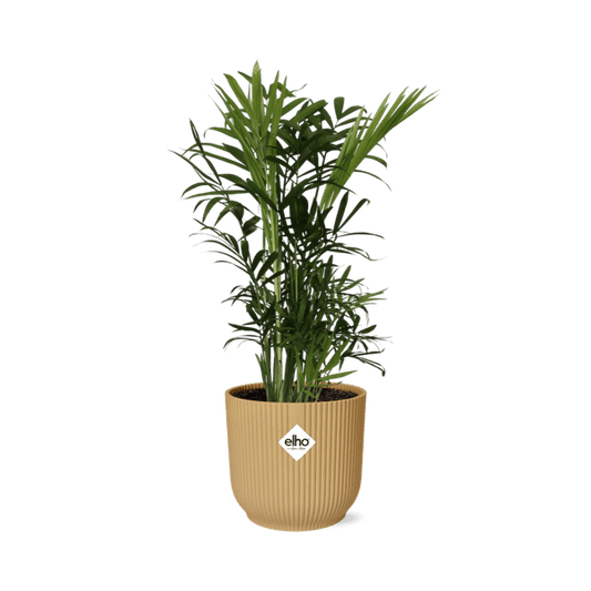 Bergpalme - Chamaedorea Elegans - Zimmerpflanze + Topf Vibes Fold 14cm Gelb