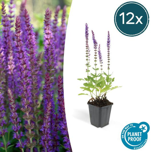 Blüten-Salbei Salvia nemorosa 'Ostfriesland' – ↕10-25cm – Ø9cm – 12 Pflanzen – Lila Blüten von Mai–Juni – Pflegeleichte Staude für Garten & Beete