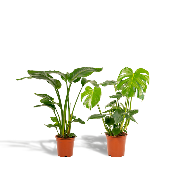 Pflanzenset - Strelitzia Nicolai - Ø19cm - ↕85cm + Monstera Deliciosa - Ø21cm - ↕75cm