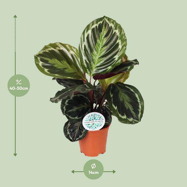 Korbmarante (Calathea Medaillon) – Zimmerpflanze im Ø14cm Topf – ca. 45cm hoch – Exotische Blattpflanze mit lebhaften Mustern – Pflegeleicht im Halbschatten