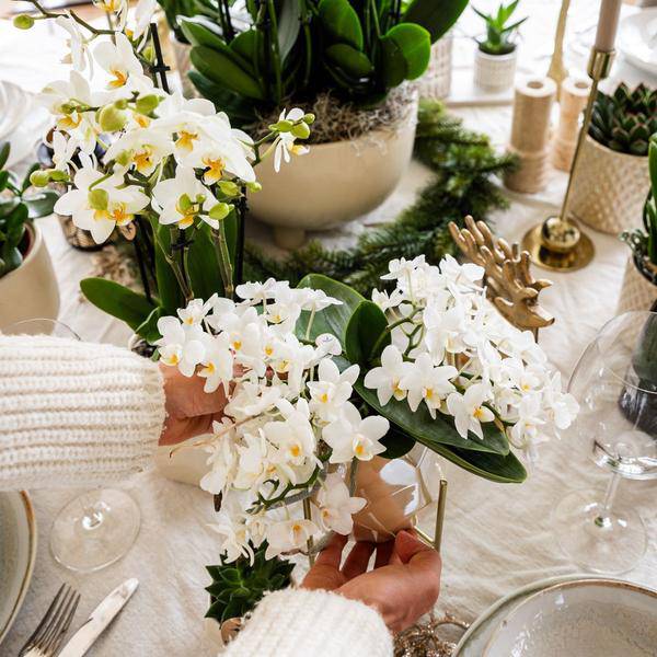 Weiße Orchidee 'Nazaré' – Zimmerpflanze – Ø9cm Topf – inkl. Dekotopf Pearl Travertin – Kompakte Tischdeko – Elegante Blütenpracht