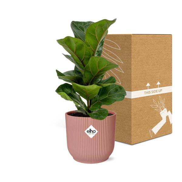 Ficus Lyrata 'Bambino' in ELHO Vibes Fold 14cm rosa
