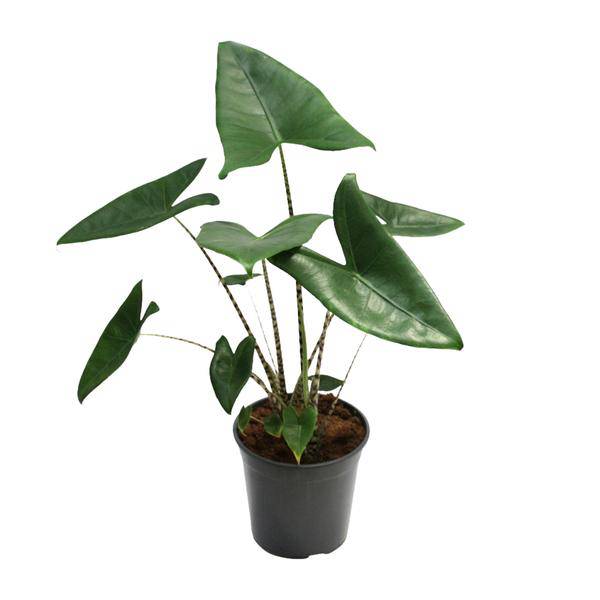 Tiger-Pfeilblatt - Alocasia Zebrina - Zimmerpflanze - Ø21cm - ↕80cm