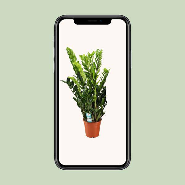 Glücksfeder - Zamioculcas Zamiifolia - Zimmerpflanze - Ø21cm - ↕95cm