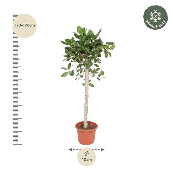 Banyan-Feige - Ficus Benghalensis - 190cm - ø40cm
