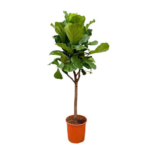 Geigen-Feige - Ficus Lyrata - Zimmerpflanze - 180cm - ø30cm