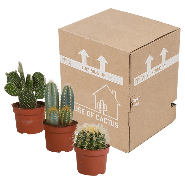 Kaktusmischung 10,5 cm - 3 Stück