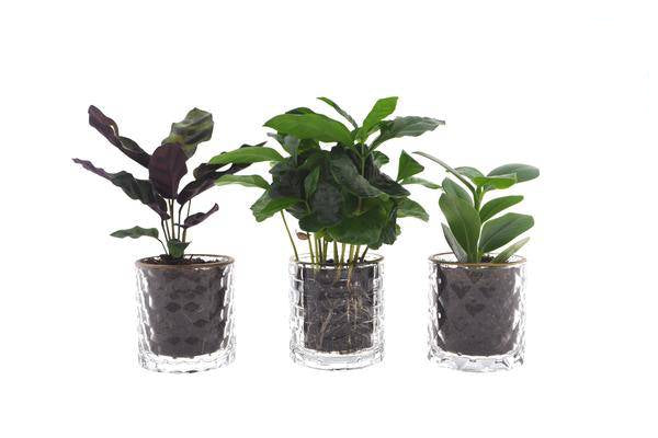Intenz Mix – 3-teiliges Pflanzen-Set – Ø7 cm – ↕25 cm – Edle Glasgefäße im goldfarbenen Tragekoffer – Pflegeleichte Zimmerpflanzen – Stilvolles Geschenk