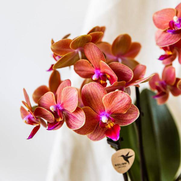 Orange Phalaenopsis Orchidee Bolzano mit 2-3 Stielen im SternFisch Blumentopf Ø9cm – Zimmerpflanze im maritimen Design für Wohnzimmer Büro Deko