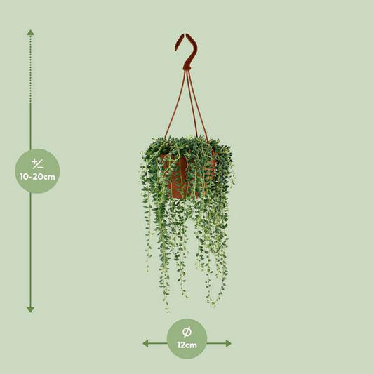 Erbsenpflanze – Senecio Herreianus – Zimmerpflanze – Ø12cm – ca. 20cm hoch – pflegeleichte Sukkulente mit hängenden Erbsen-ähnlichen Blättern