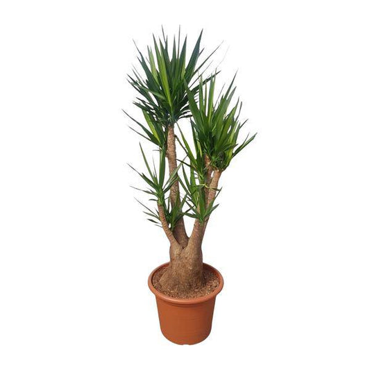 Riesen-Palmlilie – Yucca Elephantipes verzweigt – Zimmerpflanze 190cm – Ø55cm – Tropische Grünpflanze für Wohnzimmer, Büro & Wintergarten – Pflegeleicht & robust