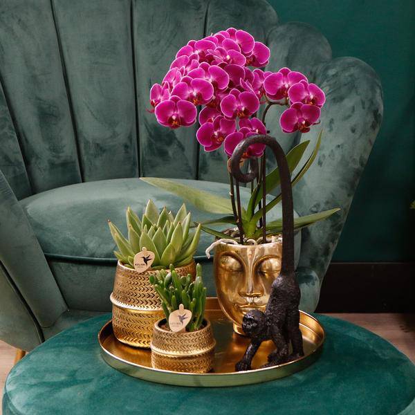 Phalaenopsis Orchideen Morelia Lila – 4 Orchideen – Zimmerpflanze Ø9cm – Orchideen mit 2-3 Blütenstielen – exotische Blütenpracht für Zuhause & Büro