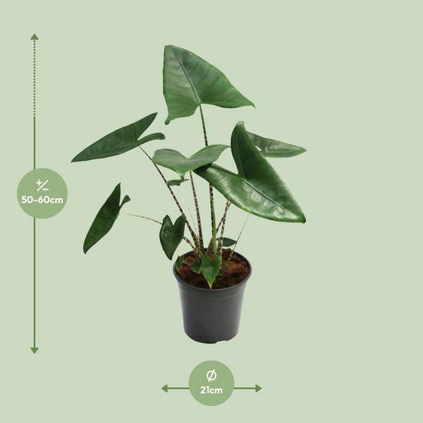 Tiger-Pfeilblatt - Alocasia Zebrina - Zimmerpflanze - Ø21cm - ↕80cm