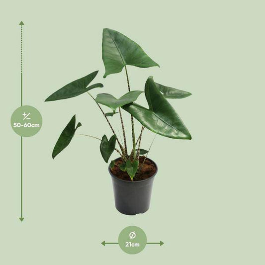 Tiger-Pfeilblatt - Alocasia Zebrina - Zimmerpflanze - Ø21cm - ↕80cm