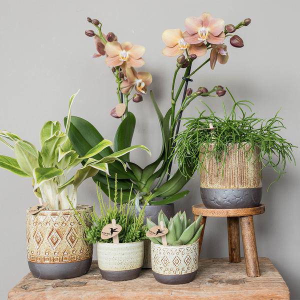 Sukkulente Echeveria Miranda – Grüne Zimmerpflanze – Rosettenform – Ø9cm – Pflegeleicht & Dekorativ
