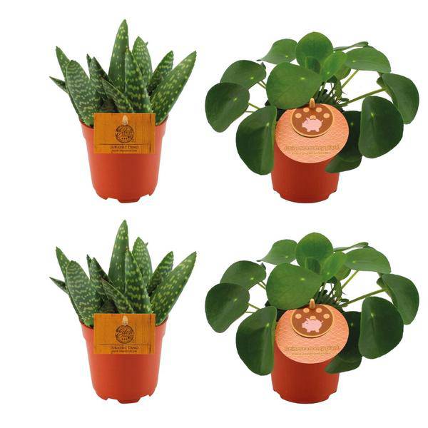 2x Aloe Paradisicum + 2x Pilea Peperomoides - Zimmerpflanze - Ø10.5cm - ↕10cm