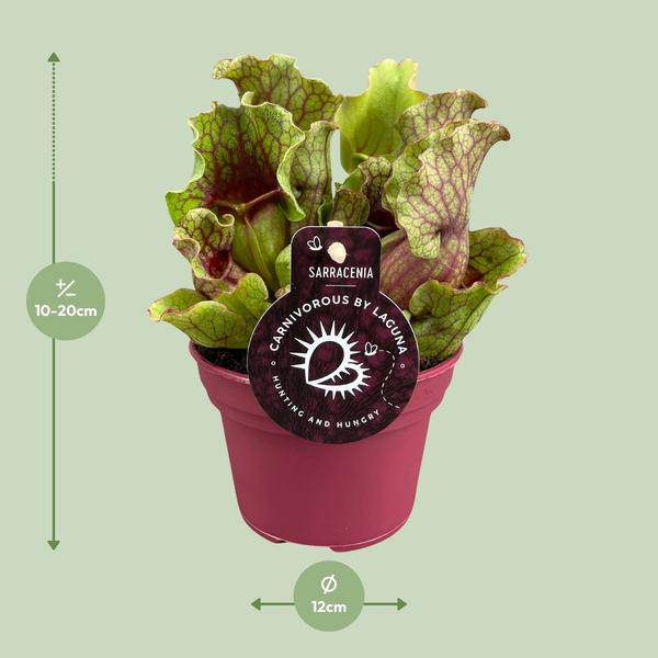Schlauchpflanze Sarracenia – Fleischtfressende Zimmerpflanze Ø12 cm – ca. 20 cm hoch – Exotisches Design – Luftreinigend & pflegeleicht
