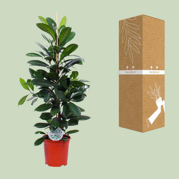 Gummibaum - Ficus Cyathistipula - Zimmerpflanze - Ø21cm - ↕105cm