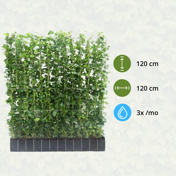 Hedera Hibernica Fertighecke – Efeu-Hecke – Höhe ca. 120cm – Immergrüne Sichtschutzpflanze – Sofortige Privatsphäre für Garten, Terrasse & Außenbereich