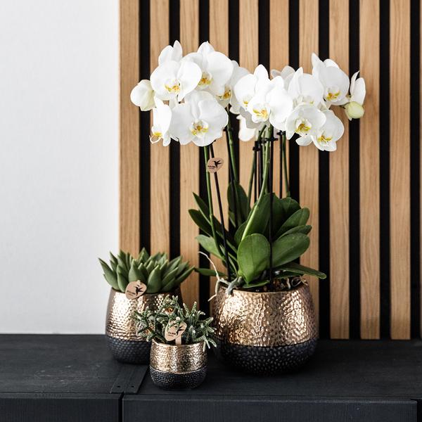 Elite Topf Kupfer Ø9cm - Ø9cm