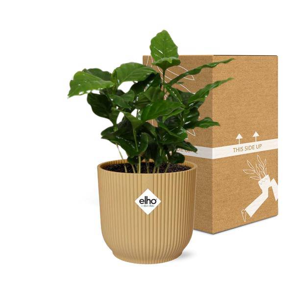 Kaffee Pflanze - Coffea Arabica - Zimmerpflanze + Topf Vibes Fold 14cm Gelb