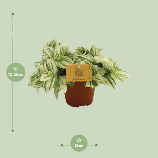 Dreimasterblumen - Tradescantia Brightness - Zimmerpflanze - Ø12cm -  ↕20cm