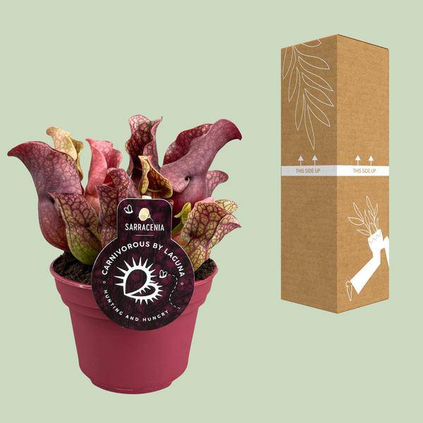 Schlauchpflanze - Sarracenia - Zimmerpflanze - Ø12cm - ↕20cm