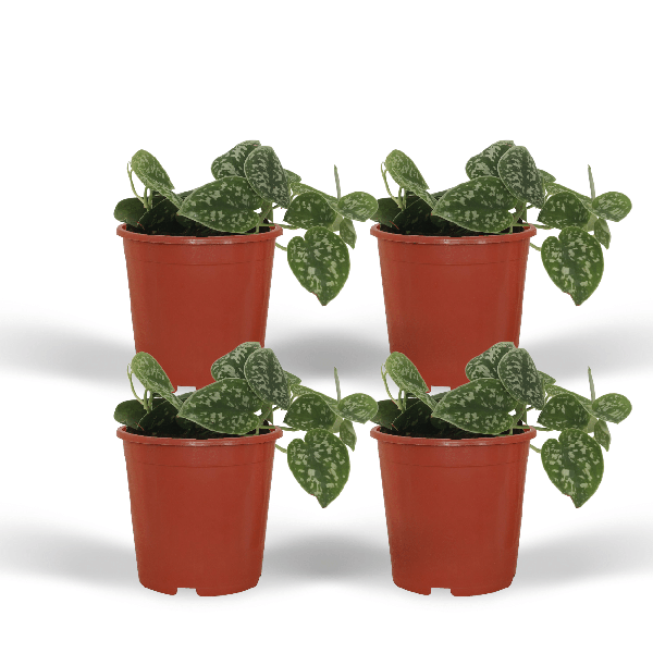 Efeutute - Scindapsus Pictus Epipremnum - Zimmerpflanze - 5cm - ø12cm - 4 Stück