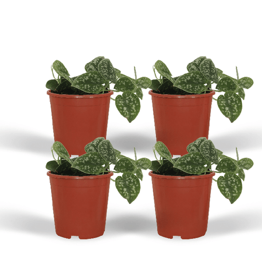 Efeutute - Scindapsus Pictus Epipremnum - Zimmerpflanze - 5cm - ø12cm - 4 Stück