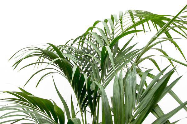 Kentia-Palme – Howea forsteriana – 180 cm hoch – Ø24 cm-Topf – Elegante Zimmerpalme – Luftreinigend & pflegeleicht – Für Wohnzimmer, Büro & Wintergarten