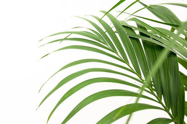 Kentia-Palme - Howea forsteriana - Zimmerpflanze - 160cm - ø24cm