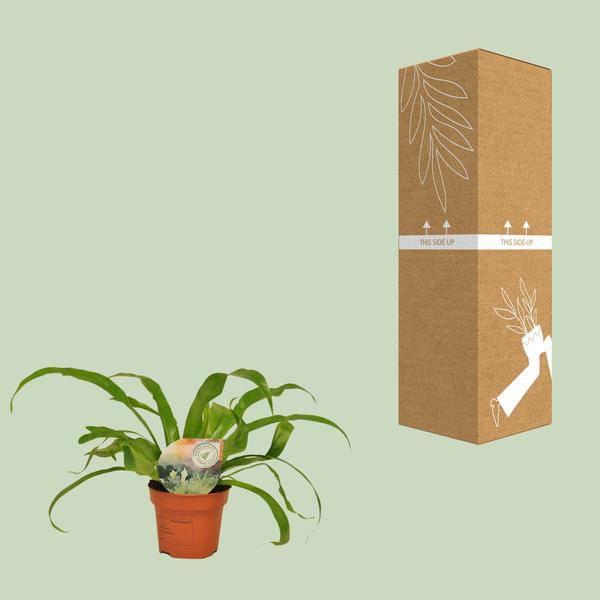 Nestfarn - Asplenium Antiquum - Zimmerpflanze - Ø12cm - ↕30cm