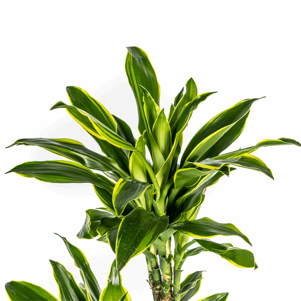 Dracaena Fragrans Golden Coast Ø24cm - ↕130 - 150cm