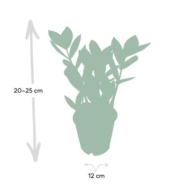 Glücksfeder - Zamioculcas - Zimmerpflanze - Ø12cm - ↕35cm