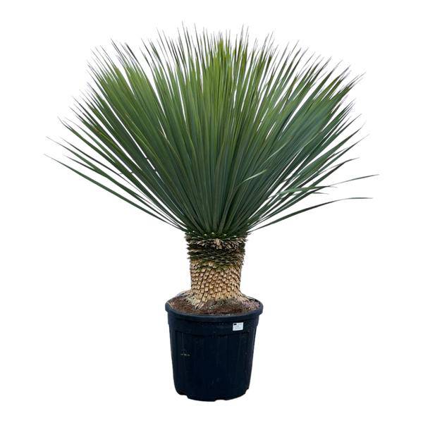 Yucca Rostrata – Palmlilie – Zimmerpflanze – ↕140cm – Ø45cm – Exotische Wüstenpflanze – Pflegeleicht & trockenheitsresistent – Für Innen- & Außenbereiche