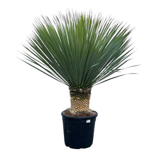 Yucca Rostrata – Palmlilie – Zimmerpflanze – ↕140cm – Ø45cm – Exotische Wüstenpflanze – Pflegeleicht & trockenheitsresistent – Für Innen- & Außenbereiche