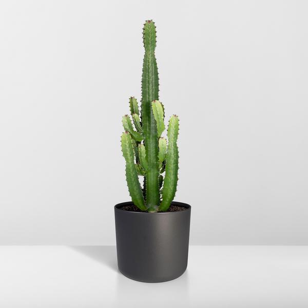 Kaktus-Wolfsmilch – Euphorbia Acrurensis (Cowboy-Kaktus) – Zimmerpflanze – Ø24cm ↕60–80cm – Sukkulente – Pflegeleicht – Exotisches Wüstendesign
