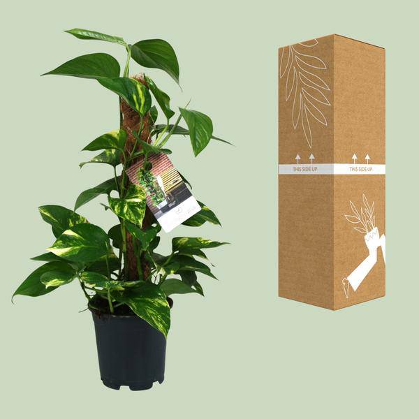 Efeutute - Scindapsus Epipremnum - Zimmerpflanze - Ø15cm - ↕50cm